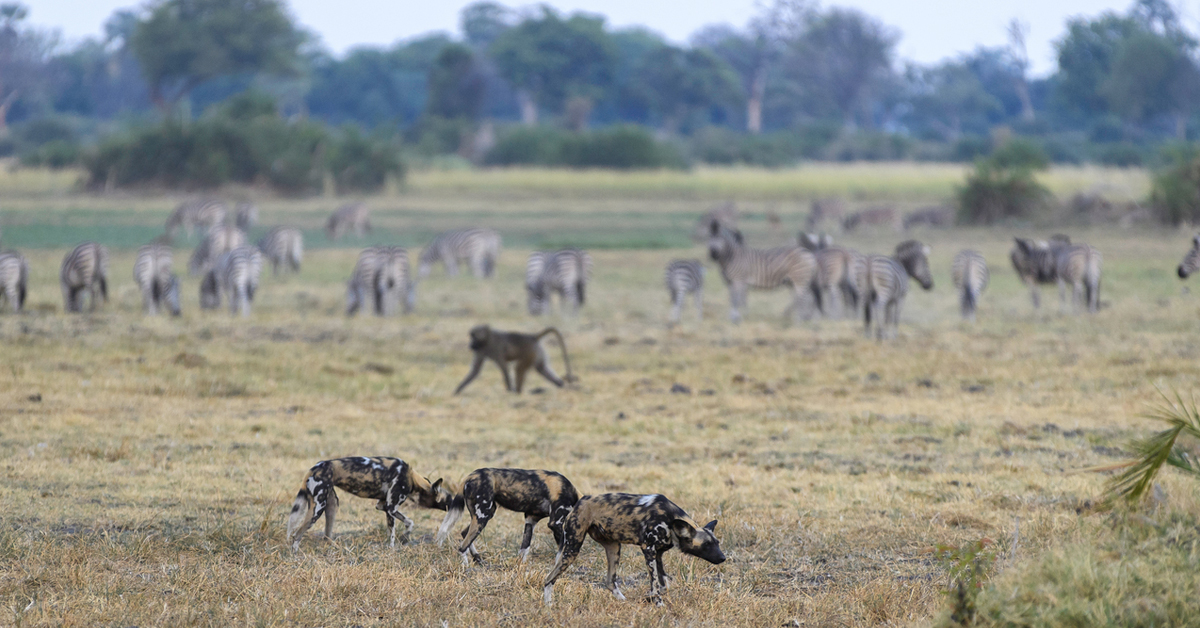 african-safari-choose-your-next-safari-in-best-safari-areas