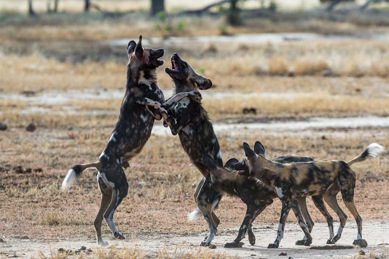 Zimbabwe safari especial - perros salvajes