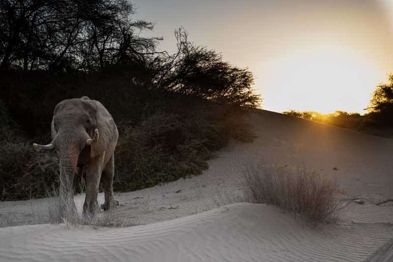 Zimbabwe safari especial - guepardo