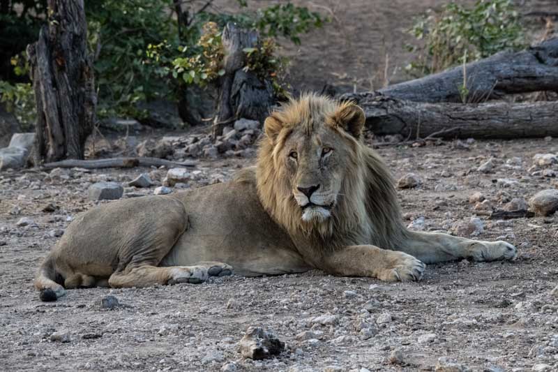 Zimbabwe safari especial - Mana Pools