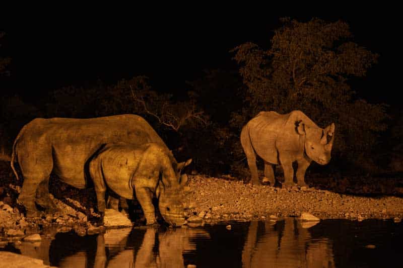Zimbabwe safari especial - perros salvajes
